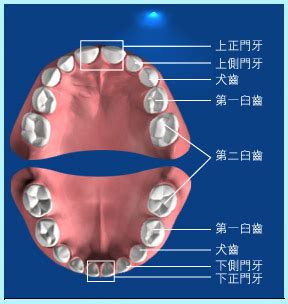 人有多少牙齒|口腔知識問與答(一) : 認識牙齒的數量、結構及重要性